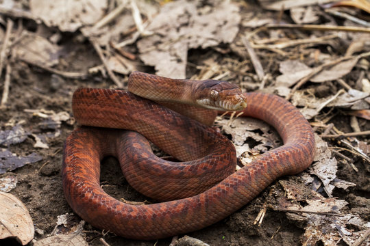 a baby amethystine python (morelia amethistina) Large snake in family Pythonidae, found in Indonesia, Papua New Guinea and Australia
