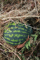 Watermelon in vegetable garden