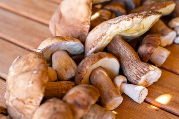 harvest porcini mushrooms on wooden table