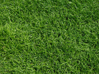 green grass lawn