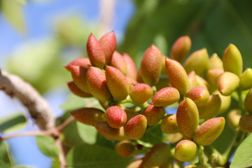 antep pistachios tree  gaziantep turkey