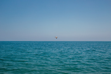 Fototapeta premium sailing in the sea