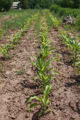 Fototapeta na wymiar Yong green corn plants in the garden