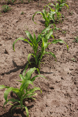 Yong green corn plants in the garden