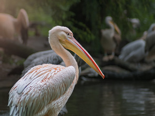 Portrait of colorful Pelican