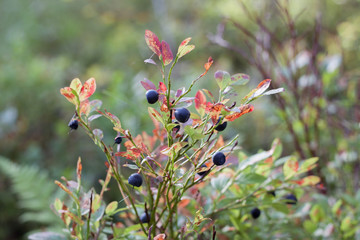 blueberries on a branch