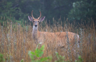 Young White-tailed deer buck on an early morning with velvet antlers in summer in Canada