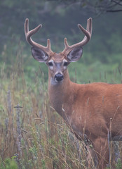 Naklejka na ściany i meble White-tailed deer buck on an early morning with velvet antlers in summer in Canada