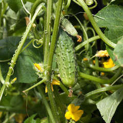 fresh cucumbers in a greenhouse