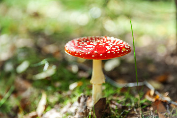 Toxic and hallucinogen mushroom Fly Agaric in grass on autumn forest background. Red poisonous Amanita Muscaria fungus macro close up in natural environment. Inspirational natural fall landscape