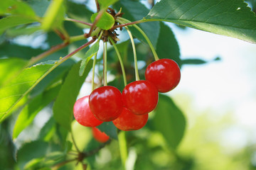 Red and sweet cherries on a branch just before harvest in early summer