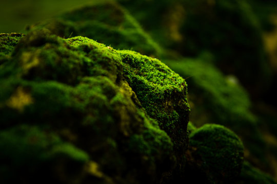 Beautiful green moss on the floor wallpaper background.