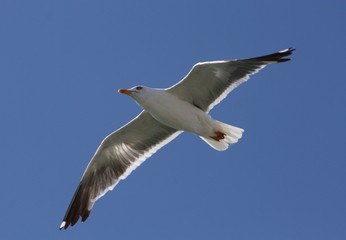 Gaviota en vuelo en el sur de España