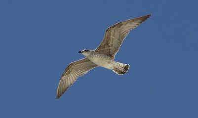 Gaviota en vuelo en el sur de España