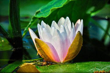 Seerose  © Gieri-Foto