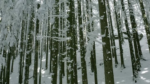 Frozen tree trunks in winter forest