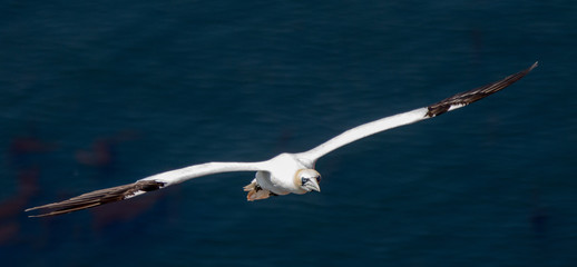 fliegender Basstölpel