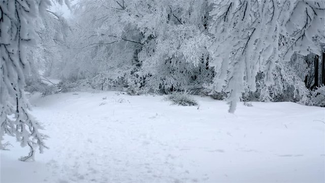 Forest path covered in snow passing under frozen tree branches