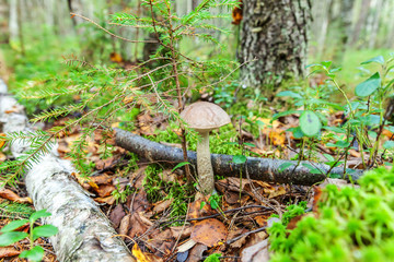 Edible small mushroom with brown cap Penny Bun leccinum in moss autumn forest background. Fungus in the natural environment. Big mushroom macro close up. Inspirational natural summer or fall landscape