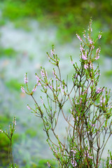 Ericaceae heather landscape