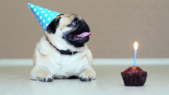 Portrait of surprised funny pug dog with party hat and birthday cake with candle, barks and lies on the floor