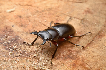 アカアシクワガタ