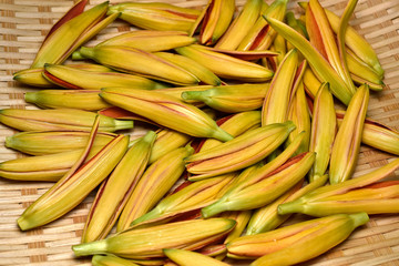 ヤブカンゾウの蕾