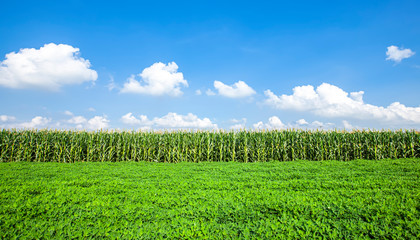 Obraz premium The peanuts and corn in the field