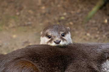 Fischotter