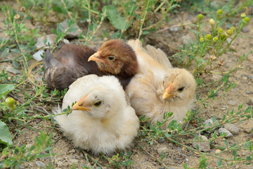 ヒヨコに兄弟