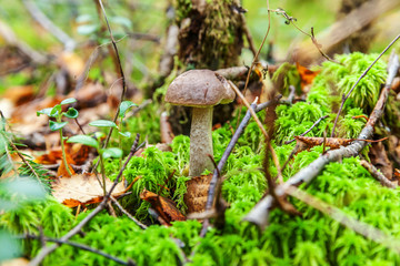 Edible small mushroom with brown cap Penny Bun leccinum in moss autumn forest background. Fungus in the natural environment. Big mushroom macro close up. Inspirational natural summer or fall landscape
