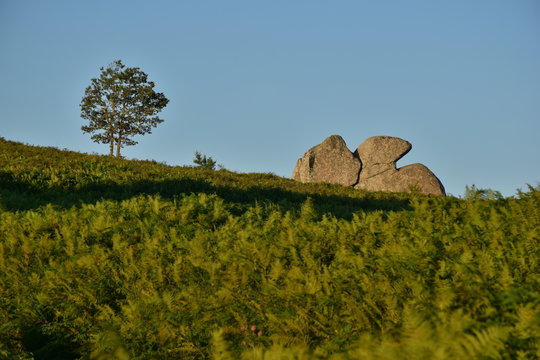 Altopiano dell' Argimusco - Montalbano Elicona- Sicilia Mionti Peloritani . Le pietre possiedono particolari forme, antropomorfe e zoomorfe