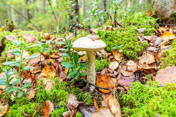 Edible small mushroom with brown cap Penny Bun leccinum in moss autumn forest background. Fungus in the natural environment. Big mushroom macro close up. Inspirational natural summer or fall landscape