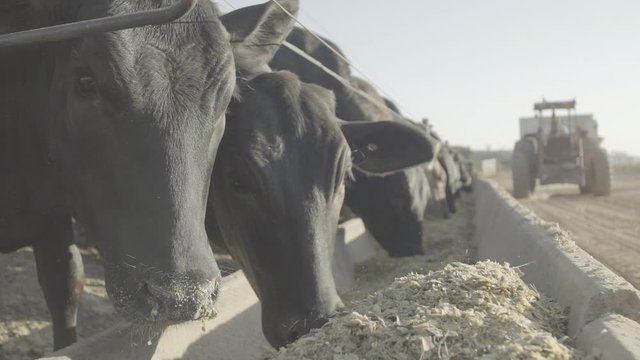 Herd of Nellore beef cattle and angus feeding on prepared sorghum breed in the trough of a feedlot farm.