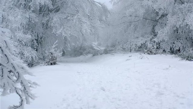 Path in snow covered forest in winter season