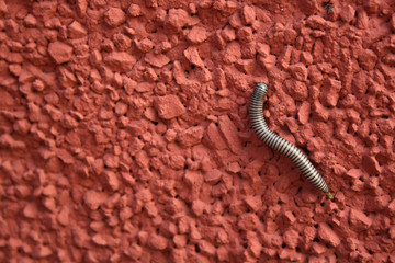 WORM OVER THE RED WALL 110