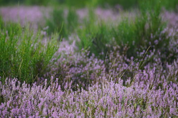Naklejka premium Ericaceae heather landscape