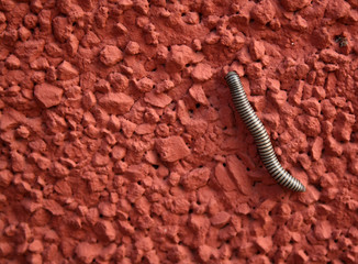 WORM OVER RED WALL TEXTURE 7