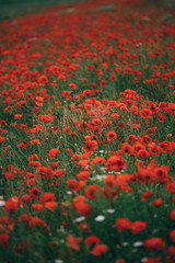 field of red poppies 1