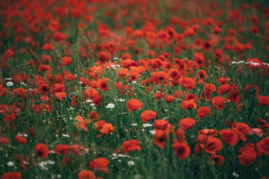 field of red poppies 2 © Florian