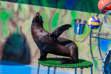 seal performs in the dolphinarium