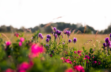 Obraz na płótnie Canvas Pink peas and summer meadow flowers against the sky,