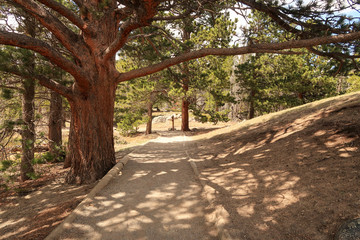 Fototapeta premium Landscape of tree trunk shading a pathway in Rocky Mountain National Park in Colorado