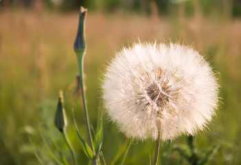 Dandelion flower with white cap on meadow,