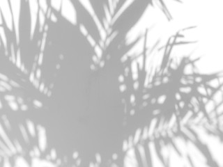 abstract shadow of beautiful palm leaves on white background