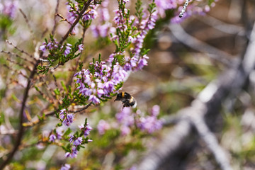 Purple flowering Heather Calluna vulgaris with bumblebee