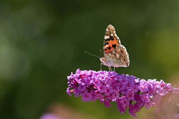 Butterfly sitting on a flower