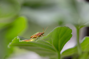 Green Stink Bug / Chivania Hilaris