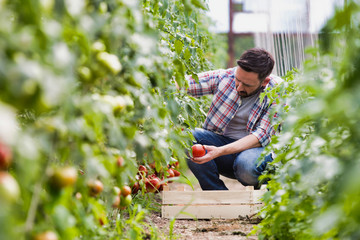 Attractive young male farmer picking  organic healthy red juicy tomatoes from his hot green house