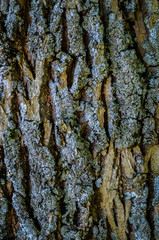 Obraz premium tree bark texture